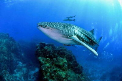 Cebu: Oslob Whaleshark Scuba Diving & Sumilon Sanctuary - Sumilon Sanctuary: coral gardens plus fish variety and macro life