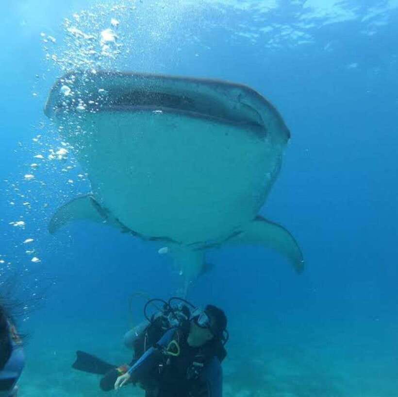 Cebu: Oslob Whaleshark Scuba Diving & Sumilon Sanctuary - What $251 buys you (and where the extras start)
