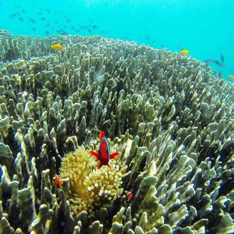Cebu: Oslob Whaleshark Scuba Diving & Sumilon Sanctuary - Should you book it? My practical take