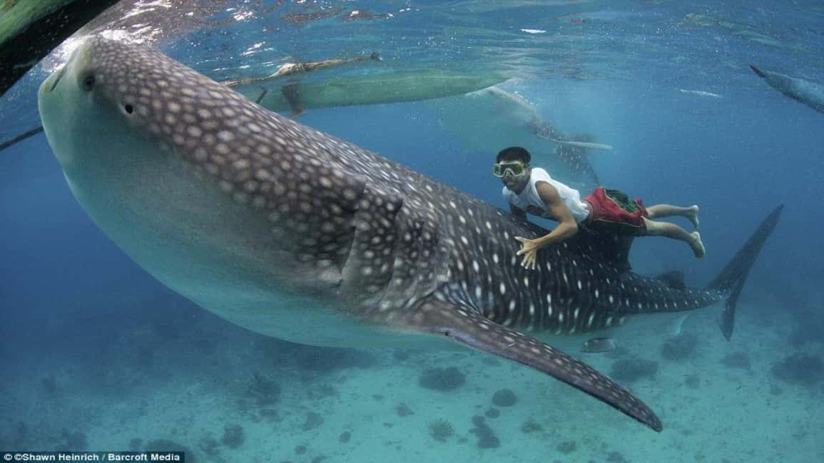 Cebu Oslob Whaleshark, Tumalog Falls&Sumilon Island(Private) - The Oslob-to-Sumilon Travel Rhythm: Long Ride, Short Water Time