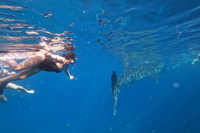 Cebu Oslob Whalesharks, Sumilon & Kawasan Waterfalls Tour - Oslob whale sharks: the morning priority game