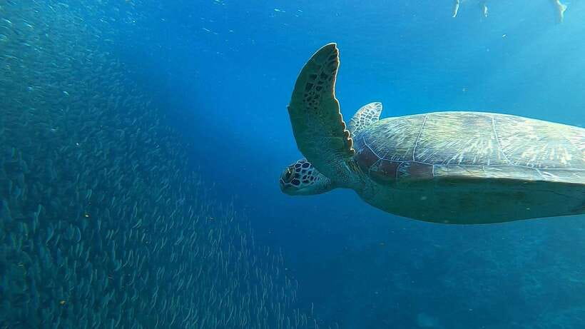 Cebu: Osmeña Peak hike and Sardines Run Snorkel adventure - Price and value: is $92 worth it?