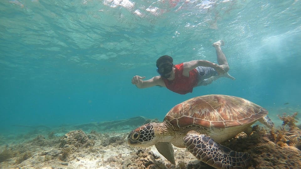 Cebu: Osmeña Peak hike and Sardines Run Snorkel adventure - Who should book this Cebu day trip?