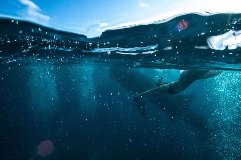 Cebu: Private Sumilon Island & Optional Whale Shark Swim - Whale shark swim in Oslob: exciting, crowded, and not guaranteed
