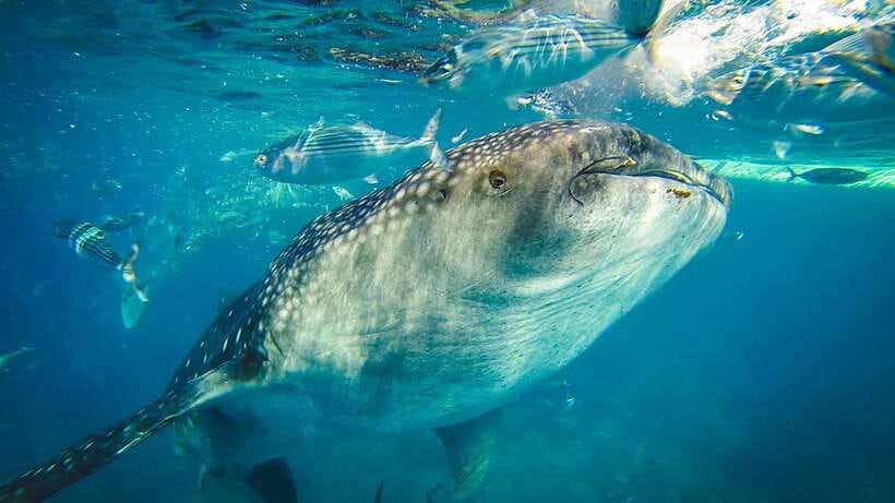 Cebu: Private Sumilon Island & Optional Whale Shark Swim - Who this tour suits best