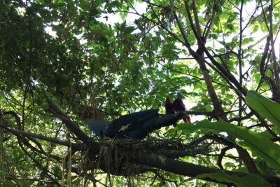 Cebu Safari and Adventure Park - The schedule at a glance: African Savannah, bird show, and tiger windows