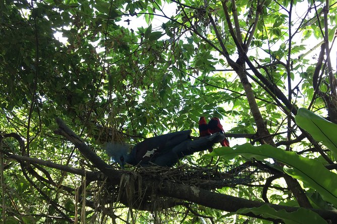 Cebu Safari and Adventure Park - The schedule at a glance: African Savannah, bird show, and tiger windows