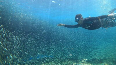 Cebu: Sardine Run Snorkeling, Mantayupan Falls & ATV Thrills - Sardines Run snorkel session: moving schools and smart timing