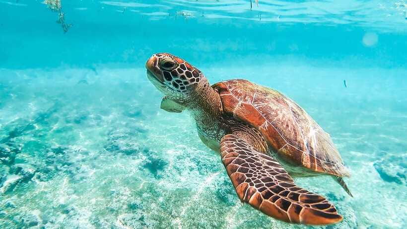 Cebu: Sardine & Turtle Snorkelling Run & Mantayupan Falls - Sea turtles while snorkeling: Green and Hawksbill, with guide support