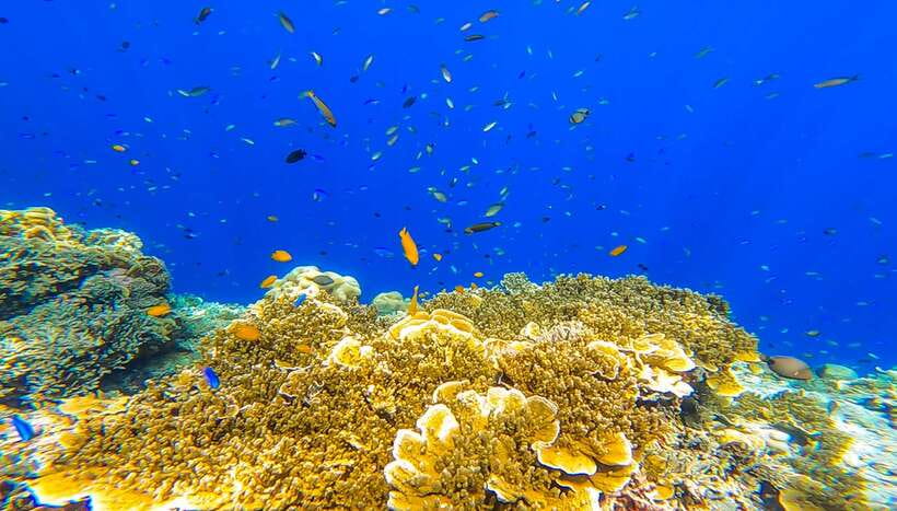 Cebu: Sumilon Sand Bar, Whale Sharks & Sardines Snorkeling - Three Worlds in One Long Day: Oslob, Sumilon Sand Bar, and Moalboal