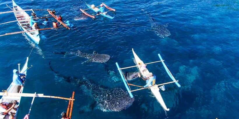 Cebu: Sumilon Sand Bar, Whale Sharks & Sardines Snorkeling - Transfers and timing: how the 14-hour day really works