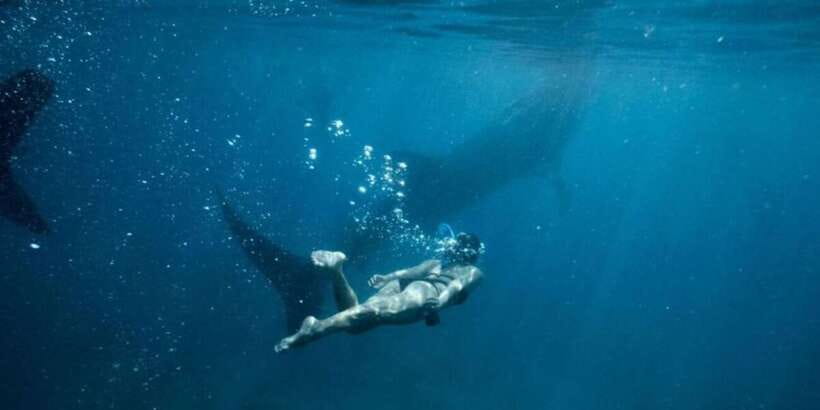 Cebu: Sumilon Sand Bar, Whale Sharks & Sardines Snorkeling - Who should book this, and who should skip it
