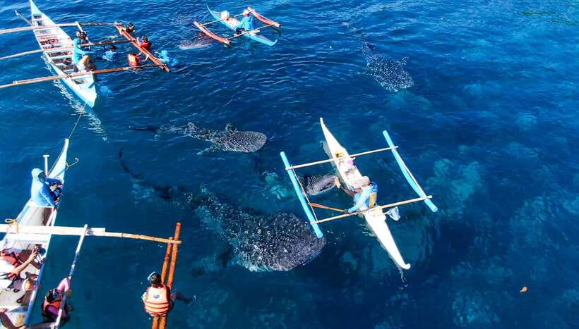 Cebu: Sumilon Sand Bar, Whale Sharks & Sardines Snorkeling - Oslob Whale Sharks: timing, crowds, and how to protect your day