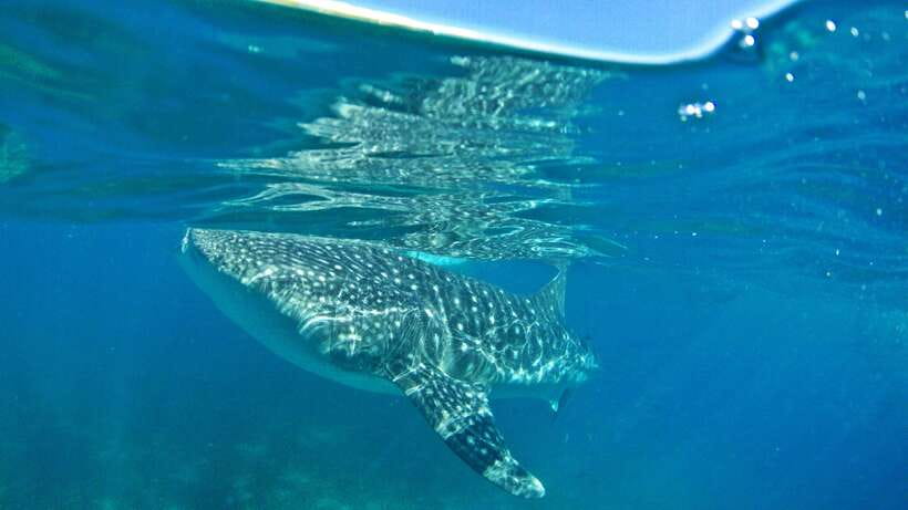 Cebu: Whale Shark Encounter and Kawasan Canyoneering - From your Cebu hotel to whale sharks in the morning