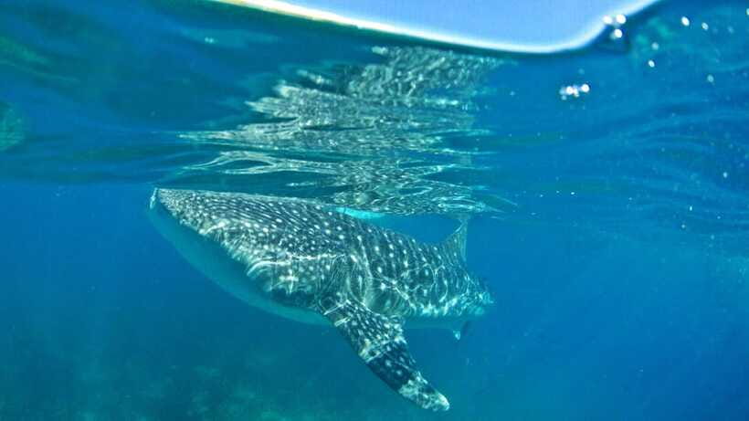 Cebu: Whale Shark Encounter and Kawasan Canyoneering - Price and value: what $110 really covers