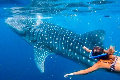Cebu Whale Shark Encounter, Moalboal Sardines & Tumalog Falls - Tumalog Falls: your cool-off pause between wildlife stops