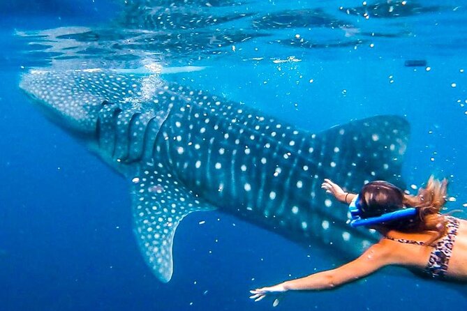 Cebu Whale Shark Encounter, Moalboal Sardines & Tumalog Falls - Tumalog Falls: your cool-off pause between wildlife stops