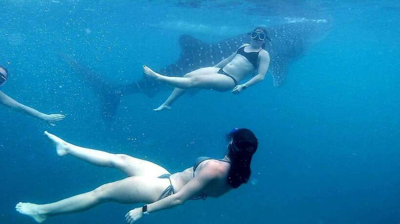 Cebu: Whale Shark, Inambakan Falls & Moalboal Sardine Tour - Pickup and Timing: Why the Day Can Feel Longer Than It Looks