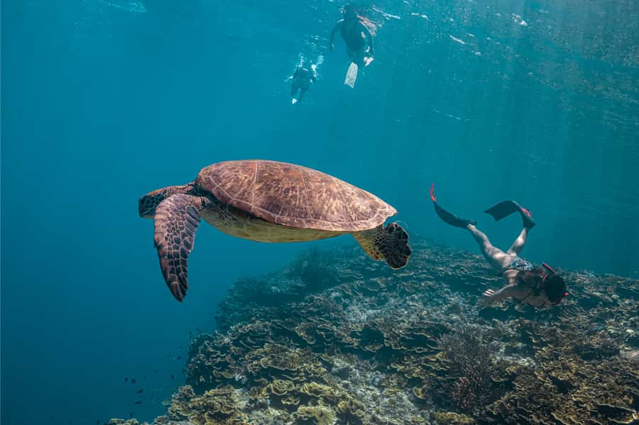 Cebu: Whale Shark, Monkey Sanctuary, & Moalboal Snorkel Tour - Value Check: What You Really Get for $117