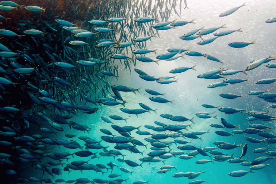 Cebu: Whale Shark, Monkey Sanctuary, & Moalboal Snorkel Tour - Oslob Whale Sharks: How the Swim Usually Feels