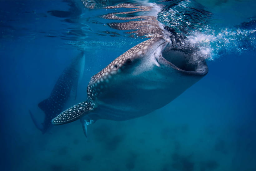 Cebu: Whale Shark, Monkey Sanctuary, & Moalboal Turtles Tour - Where the day can feel tight: timing, crowds, and sea conditions