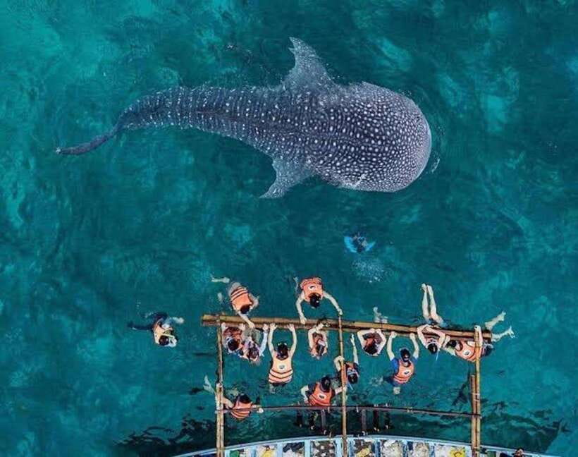 Cebu: Whale Shark, Monkey Sanctuary & Turtle Snorkeling Tour - Who should go (and who should skip this day trip)