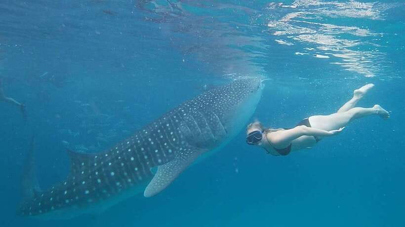 Cebu: Whale Shark, Monkey Sanctuary & Turtle Snorkeling Tour - A 9-hour Cebu circuit: pickup, timing, and how to plan your day