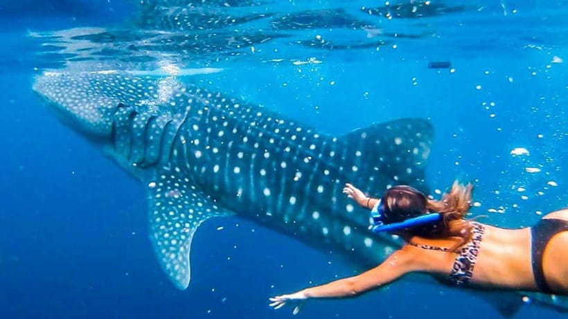 Cebu: Whale Shark, Monkey Sanctuary & Turtle Snorkeling Tour - Tumalog Falls stop—and why your guide might reroute to Inambakan