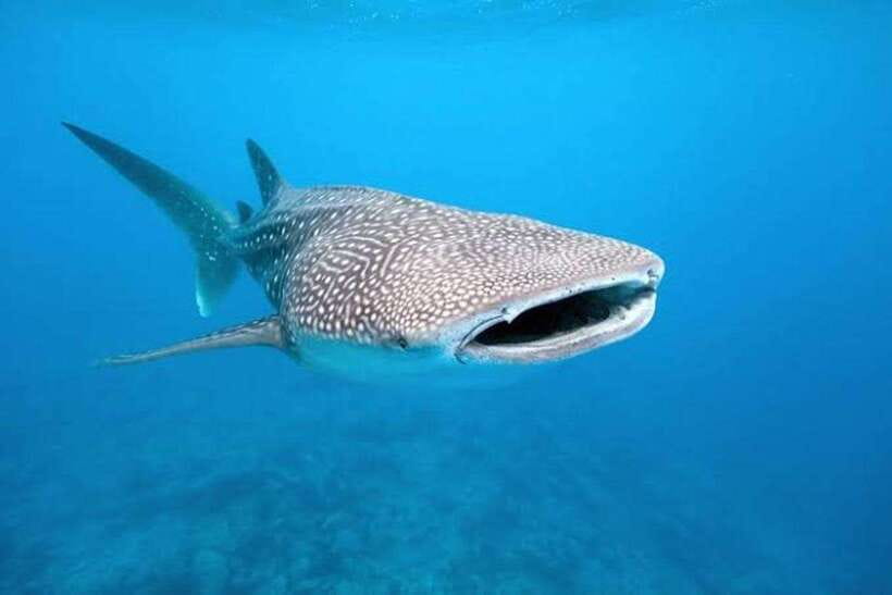 Cebu: Whale Shark, Monkey Sanctuary & Turtle Snorkeling Tour - The guide matters: English support, careful driving, and real flexibility