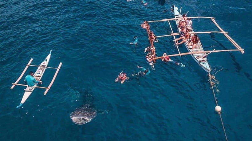 Cebu: Whale Shark, Monkey Sanctuary & Turtle Snorkeling Tour - What to bring for comfort: less fuss, more animal time