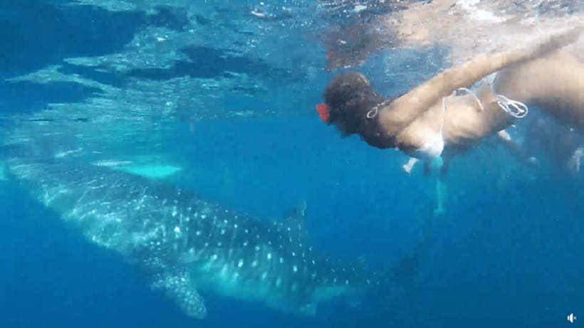 Cebu: Whale Shark Oslob and Moalboal Snorkeling Adventure - Key points that matter