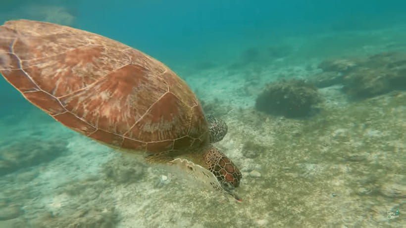 Cebu: Whale Shark Oslob and Moalboal Snorkeling Adventure - Gear, Safety, and Photo Help (GoPro Optional but Smart)