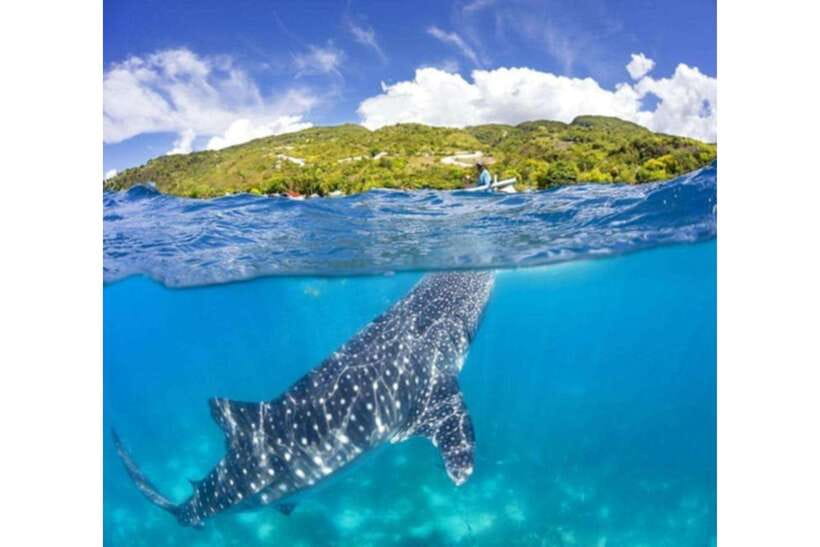 Cebu: Whale Shark Swim and Kawasan Canyoneering Group Tour - Key things I’d mark as “worth it”