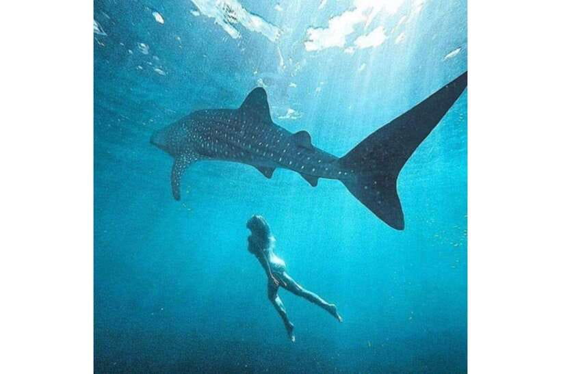 Cebu: Whale Shark Swim and Kawasan Canyoneering Group Tour - Who should book this and who should skip it