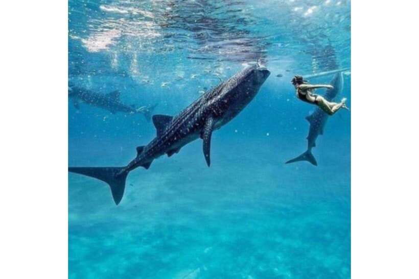 Cebu: Whale Shark Swim and Kawasan Canyoneering Group Tour - A One-Day Combo: Oslob Whale Sharks and Kawasan Falls Canyoneering