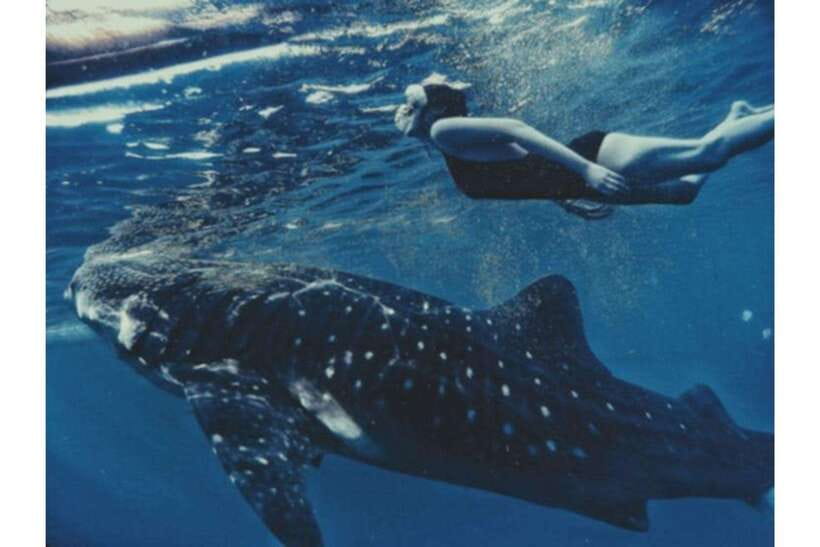 Cebu: Whale Shark Swim and Kawasan Canyoneering Group Tour - Oslob whale shark watching: what you do before you get in