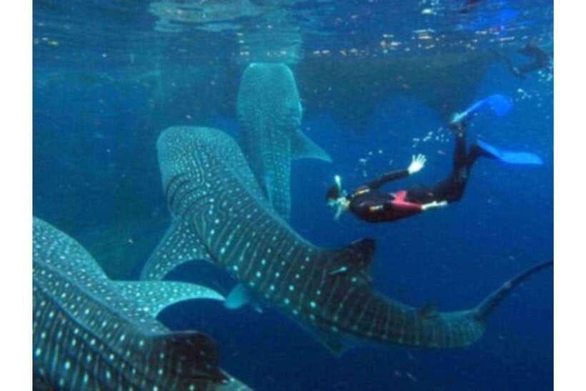 Cebu: Whale Shark Swim and Kawasan Canyoneering Group Tour - Badian and Kawasan canyoneering: how the action really works