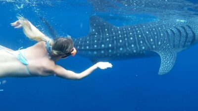 Cebu: Whale Shark Swim and Kawasan Canyoneering Tour - The Whale Shark Swim Setup: Gear, Rules, and What to Do With Your Photos