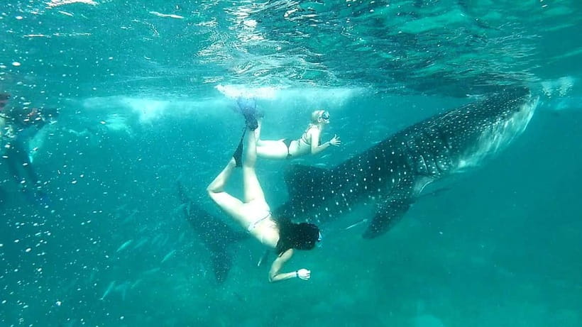 Cebu: Whale Shark Swim and Kawasan Canyoneering Tour - The Drive and Timing: How to Stay Sane From 2am to Lunch