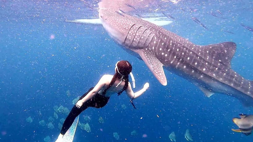 Cebu: Whale Shark Swim and Kawasan Canyoneering Tour - Ethics, Jellyfish, Choppy Water: How to Make It a Better Experience