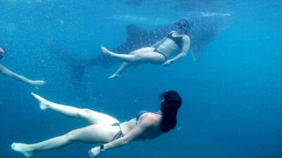 Cebu: Whale Shark Swim, Kawasan Falls & Moalboal Sardine Run - Early Pickup and the Long Morning Build-Up