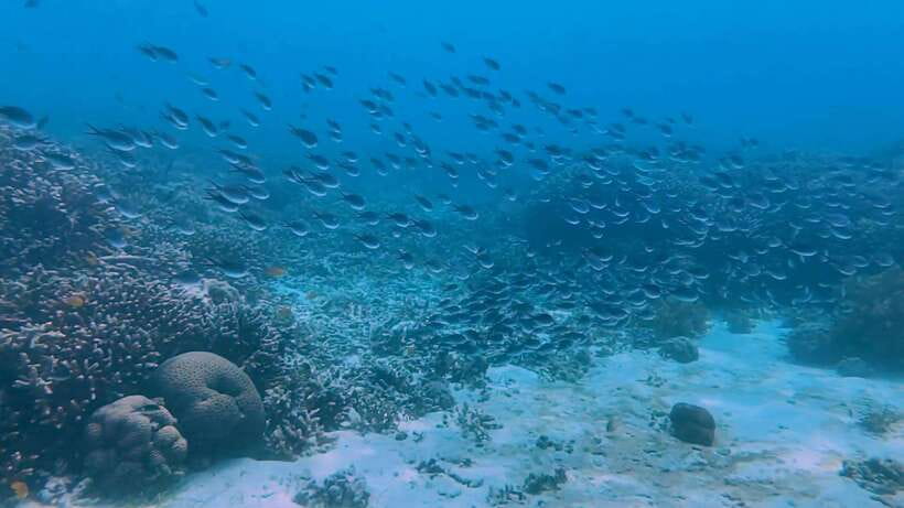 Cebu: Whale Shark Swim, Kawasan Falls & Moalboal Sardine Run - Moalboal Sardine Run and Turtle Point: Fast Water, Colorful Coral, Real Animals