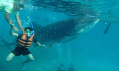 Cebu: Whale Shark Swimming, Sumilon Island and Kawasan Falls - The Oslob waiting game: 2–3 hours of peak-season reality