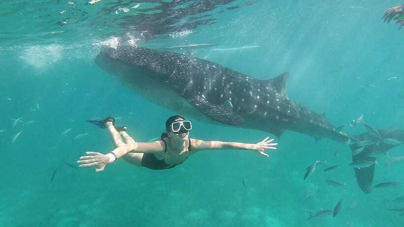 Cebu: Whale Shark, Tumalog Waterfall, and Moalboal Tour - Lunch, transfers, and whether $144 is actually good value