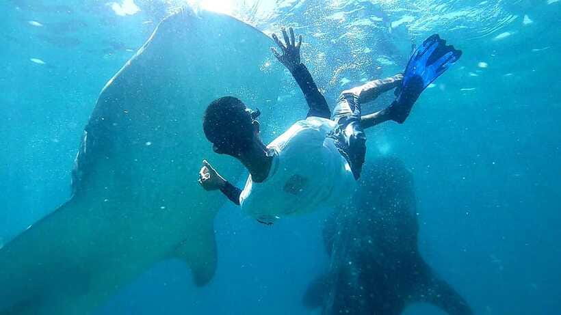 Cebu: Whale Shark, Tumalog Waterfall, and Moalboal Tour - The rules and safety cues that shape the day