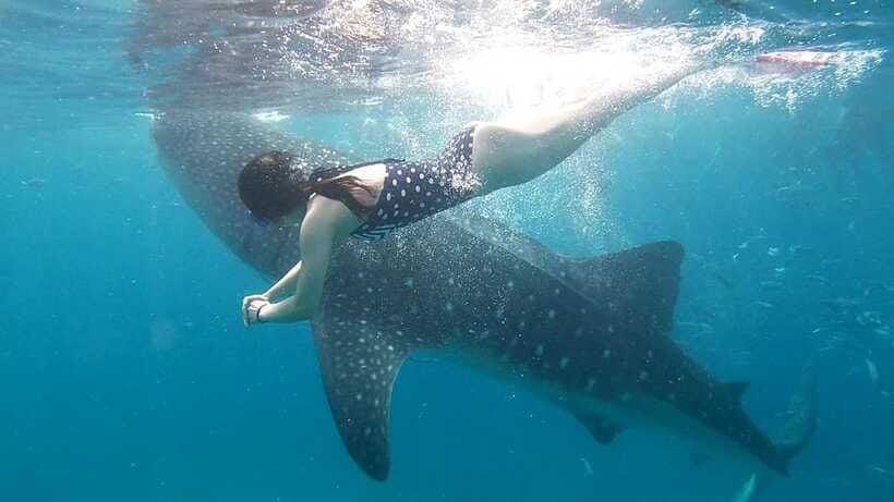 Cebu: Whale Shark, Tumalog Waterfall, and Moalboal Tour - Who this tour fits best in real life