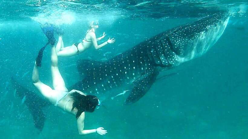 Cebu: Whale Sharks, Ka-Treasure Water Terraces & Simala Tour - Cebu at 2:00 AM: how the schedule really feels