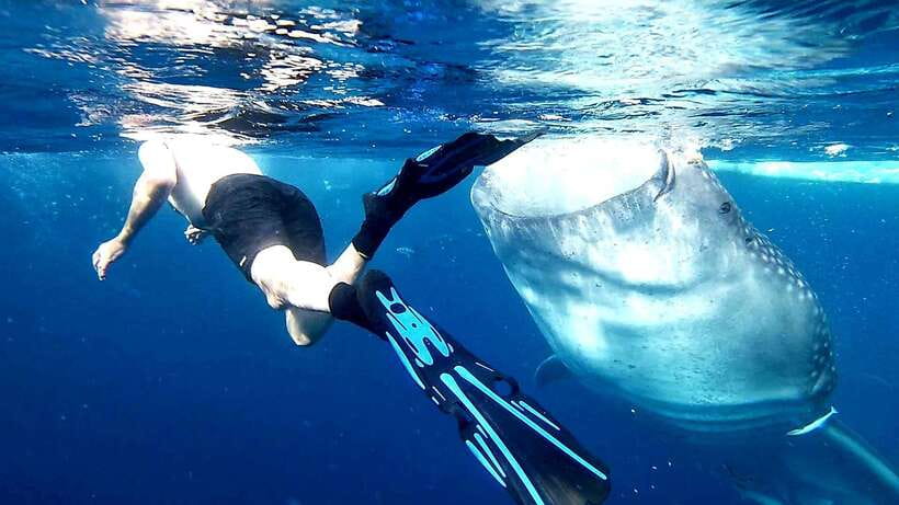 Cebu: Whale Sharks, Ka-Treasure Water Terraces & Simala Tour - Breakfast stop: refuel, then get ready for the hills