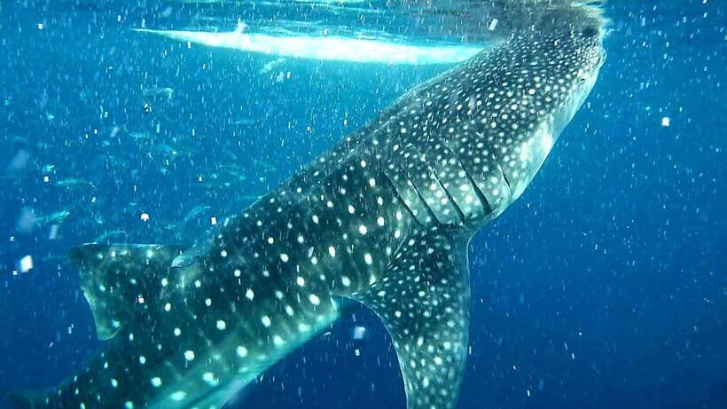 Cebu: Whale Sharks, Ka-Treasure Water Terraces & Simala Tour - Oslob whale sharks: watching rules, swim gear, and the waiting game