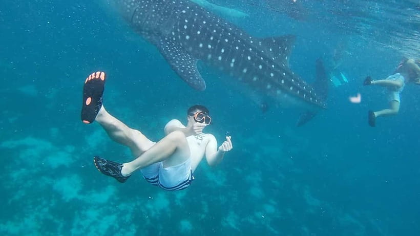 Cebu: Whale Sharks, Kawasan Falls, & Sardines Run Snorkeling - Key takeaways before you go